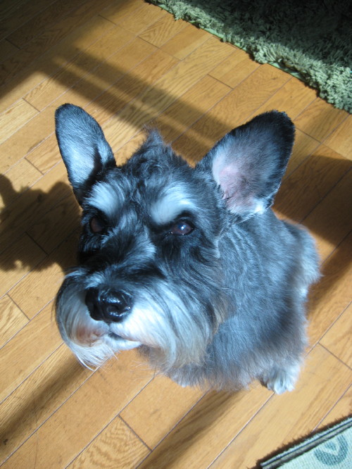 ぶらっしんぐ♪