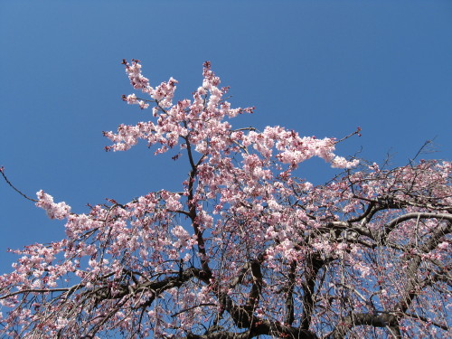 今日から４月＃５