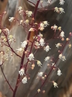 花が咲くんですね。