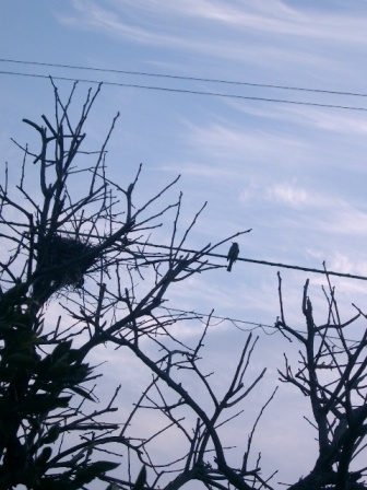 いつも　いるね～　鳥の巣のそばに。