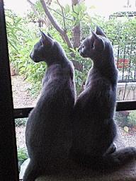 あっ！(雛、トッポ）