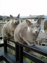 遠近法？（雛、トッポ）