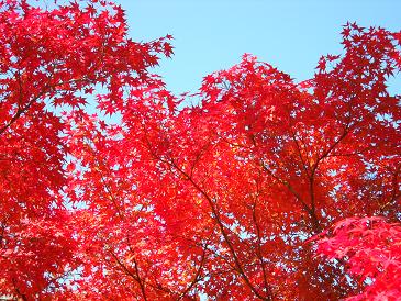 東行庵　紅葉