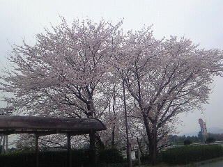 どこかのPAorSAの桜