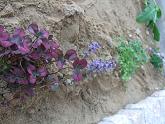 2010_05150033.JPG