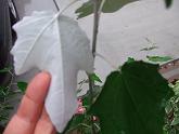 2010_07130012.JPG