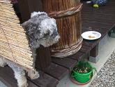 2010_08050071.JPG