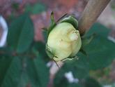2010_06050246.JPG