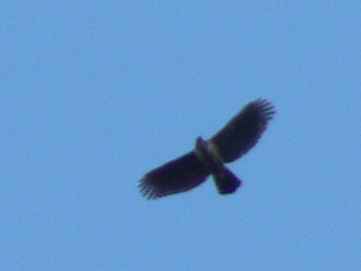 野鳥 の記事一覧 サッカーと野鳥と音楽 ｋｉｃｋ ｆｌｙ ｓｉｎｇ 楽天ブログ