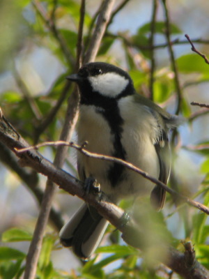 シジュウカラ