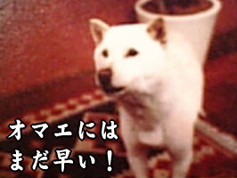 ソフトバンク犬