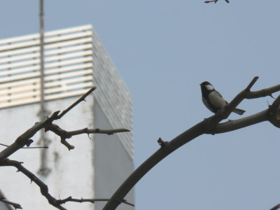 シジュウカラ