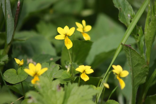 キバナノコマノツメ