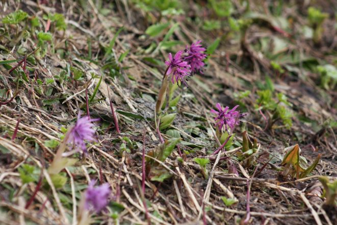 ショウジョウバカマ