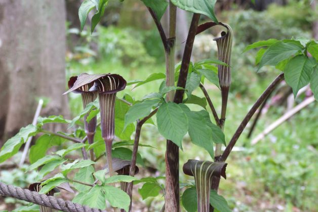 ムラサキマムシグサ