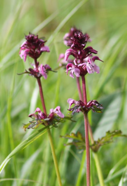 ヨツバシオガマ