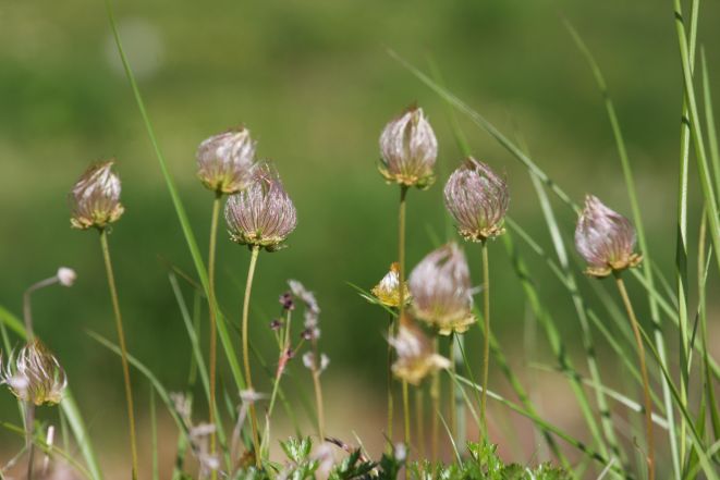 チングルマ冠毛