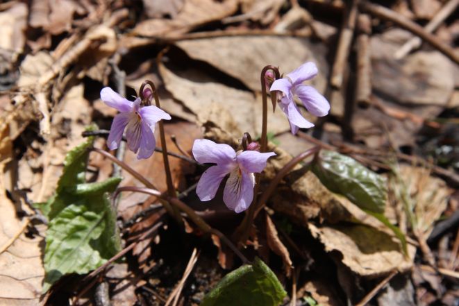 スミレサイシン