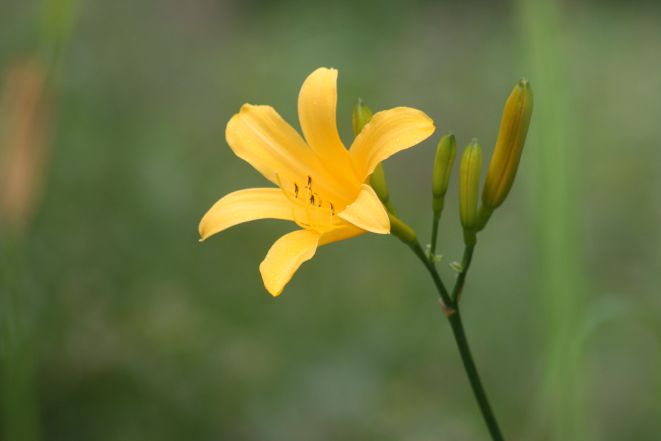 ニッコウキスゲ