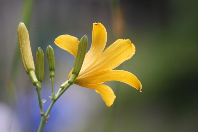 ニッコウキスゲ