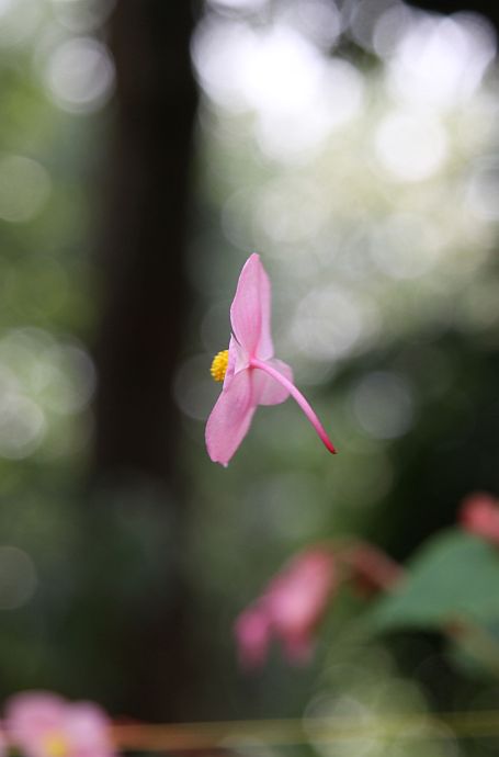 シュウカイドウ