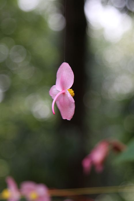 シュウカイドウ
