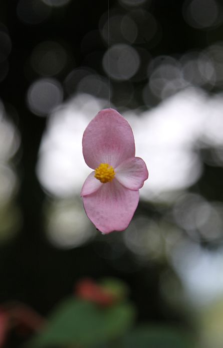 シュウカイドウ