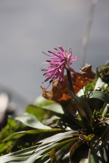 ショウジョウバカマ