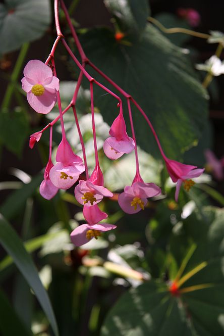 シュウカイドウ