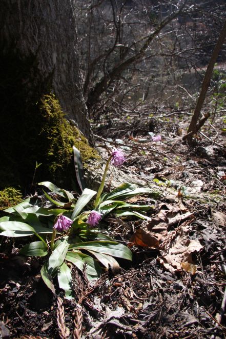 ショウジョウバカマ