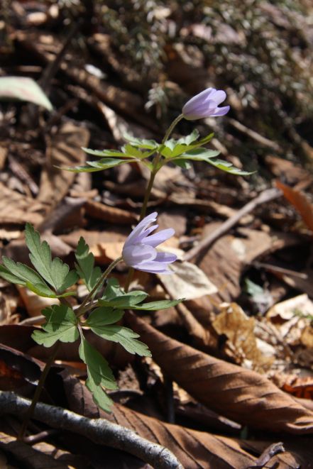 キクザキイチゲ