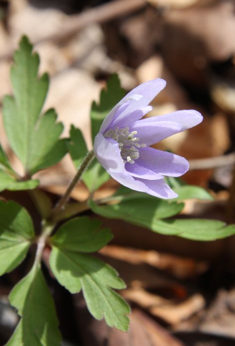 キクザキイチゲ