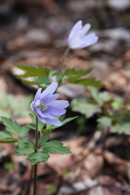 キクザキイチゲ