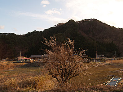 梅