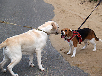 アネットちゃん