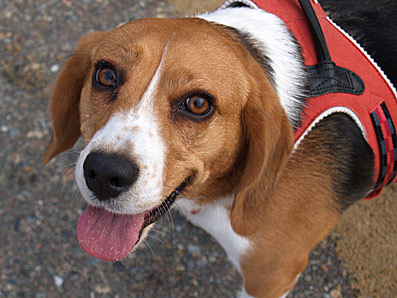 アネットアップ