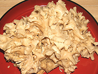 ハナビラタケ１