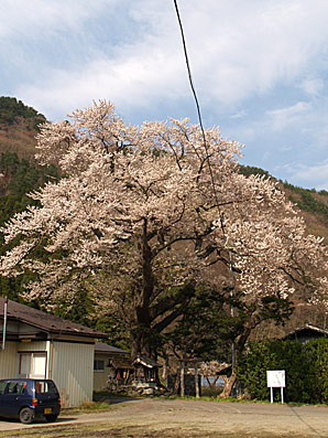 桜