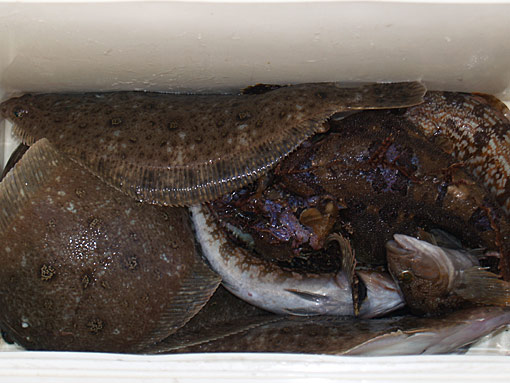 魚