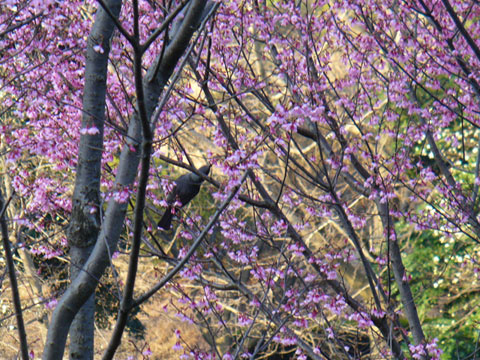 緋桜と鳥