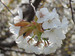 枝垂山桜