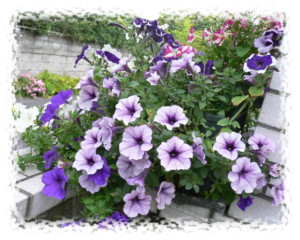 Petunia)63