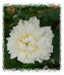 Bare Root Roses ≫ Centifolias ≫ White Provence