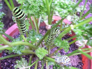 黄アゲハチョウの幼虫