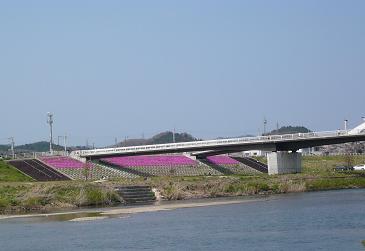 シバザクラ