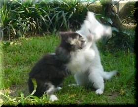 こにゃんこ