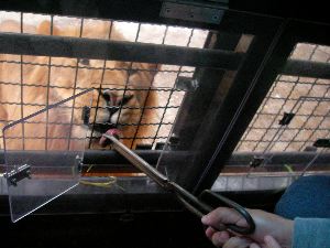 ライオンに餌付け♪