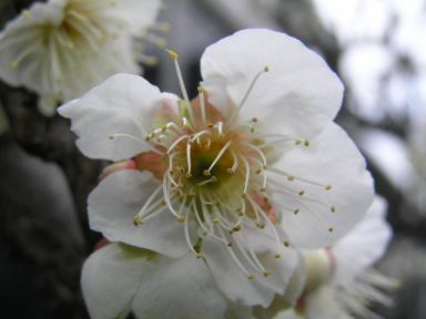 ume225-4
