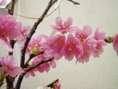 桜☆今満開！