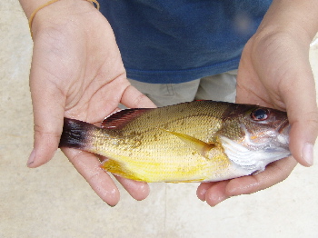 初めての魚ゲットです！